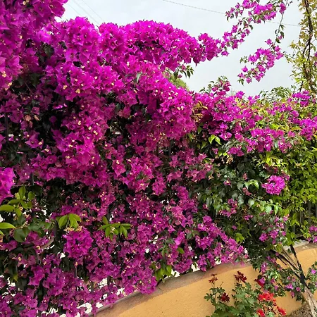 Villino Norsi * 费拉约港